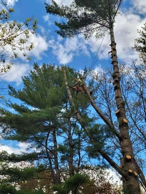 Tree work and cleanup on a residential property